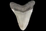 Fossil Megalodon Tooth - North Carolina #79902-1